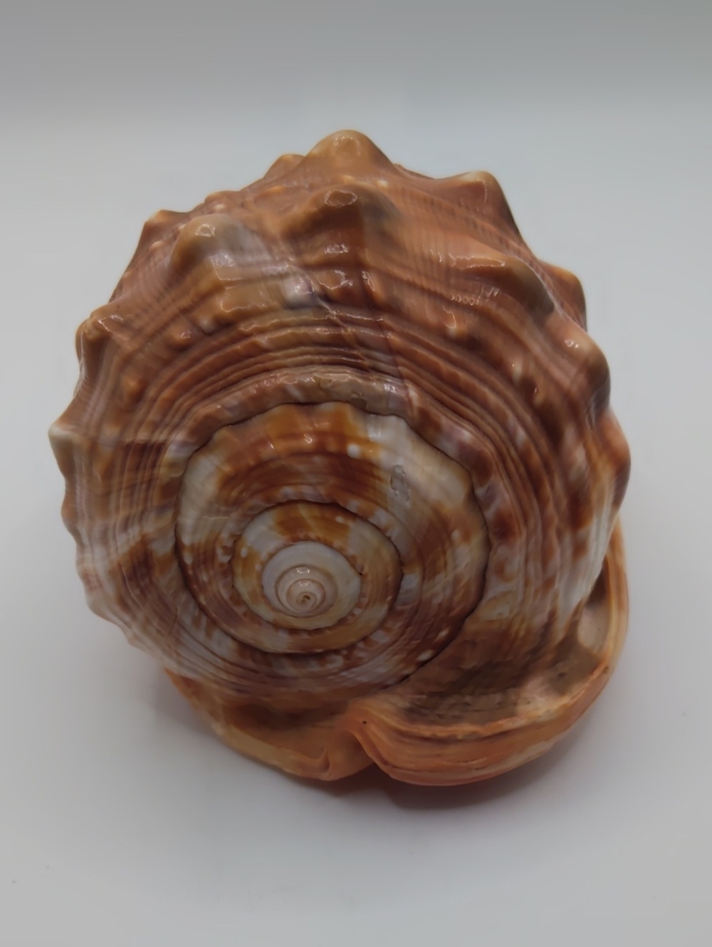 Hand Carved Shell Cameo Made In Italy - Picture 5 of 7